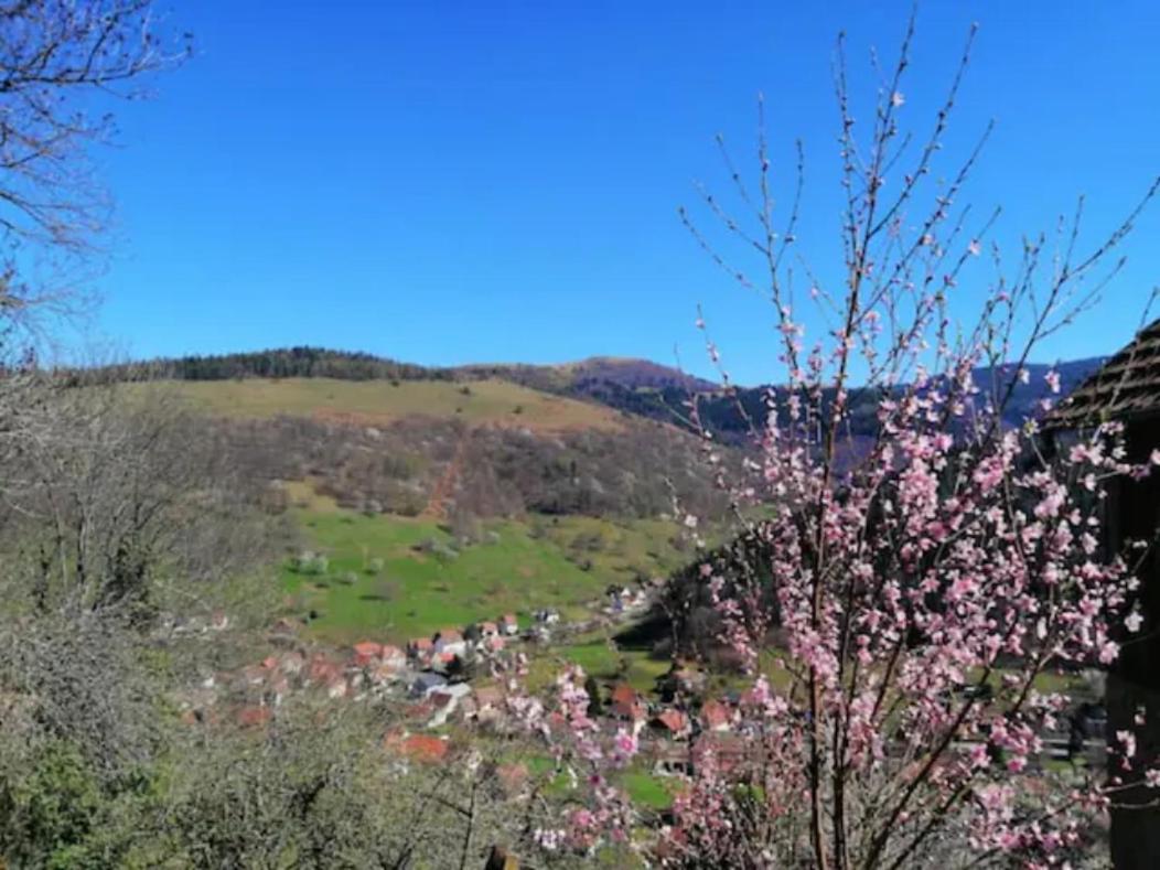 Les Locations De Stephanie Les Hautes Vosges Sondernach Eksteriør billede